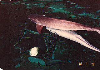 19830410_134_thumb.jpg