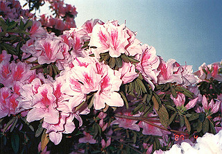 19870429_006_thumb.jpg