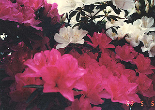 19880505_007_thumb.jpg