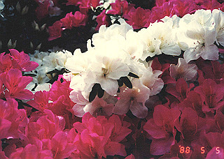 19880505_008_thumb.jpg