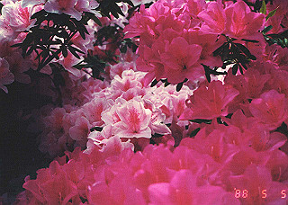 19880505_009_thumb.jpg