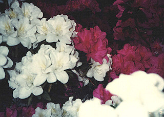 19880505_010_thumb.jpg