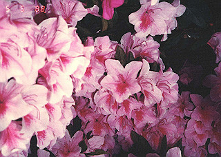 19880505_011_thumb.jpg