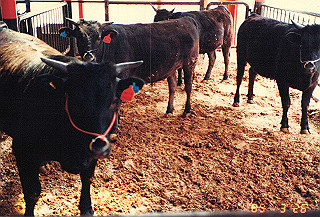 19890326_113_thumb.jpg