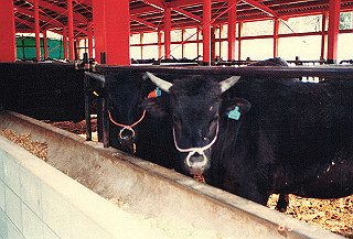 19890326_115_thumb.jpg