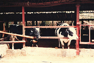 19890326_123_thumb.jpg