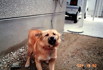 19901119_003_thumb.jpg
