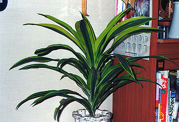 19901227_003_thumb.jpg
