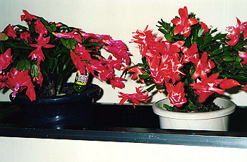 19940104_003_thumb.jpg