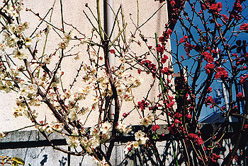 19940118_009_thumb.jpg