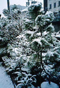 19960217_018_thumb.jpg