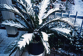 19970200_001_thumb.jpg