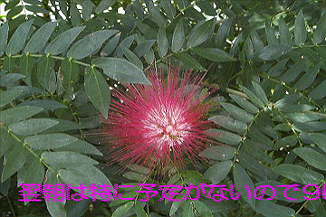2006081201_thumb.jpg