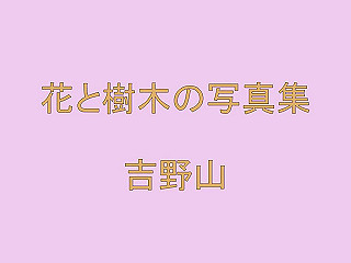 20100418hana_x264.mp4_thumb.jpg