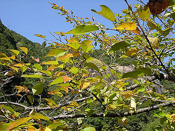 dsc00046_thumb.jpg