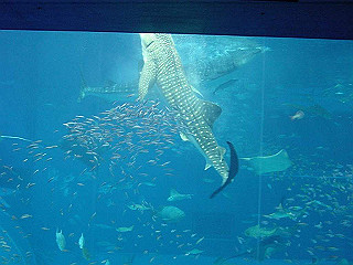 20061222089_thumb.jpg