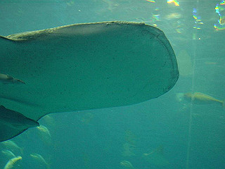 20061222099_thumb.jpg