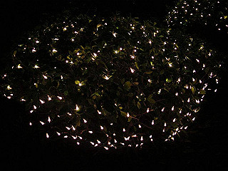 20061222142_thumb.jpg