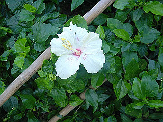 20061222163_thumb.jpg