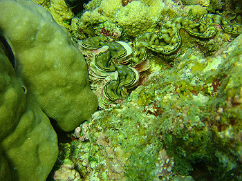 dsc05685_thumb.jpg