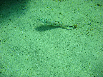 dsc05709_thumb.jpg