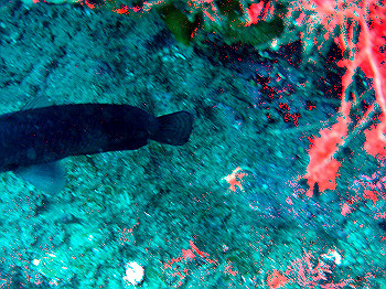 dsc03196_thumb.jpg